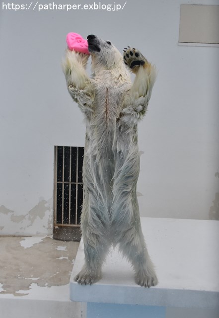 2018年9月 熊本市動植物園 その6(2日め)_a0052986_8475632.jpg