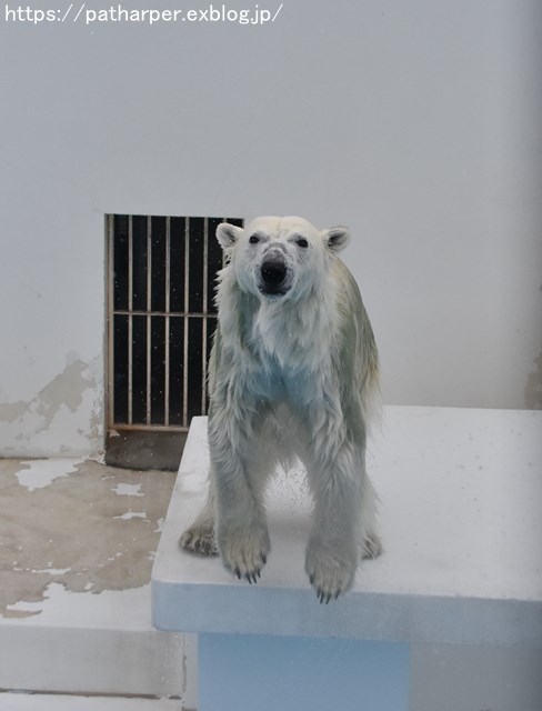 2018年9月 熊本市動植物園 その6(2日め)_a0052986_8484355.jpg
