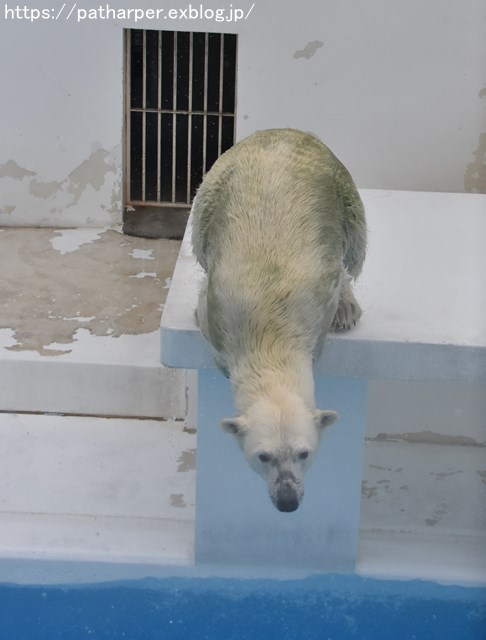 2018年9月 熊本市動植物園 その6(2日め)_a0052986_8485380.jpg