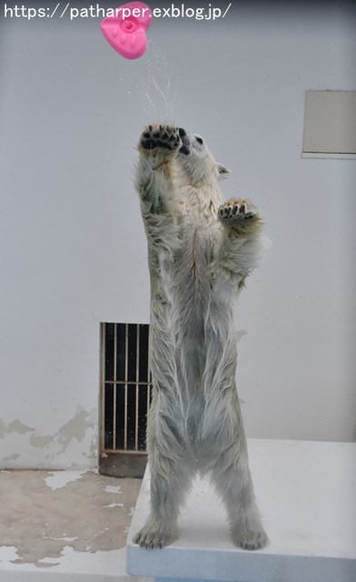2018年9月 熊本市動植物園 その6(2日め)_a0052986_848956.jpg