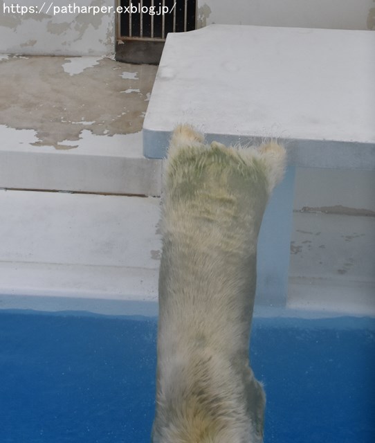 2018年9月 熊本市動植物園 その6(2日め)_a0052986_8491893.jpg