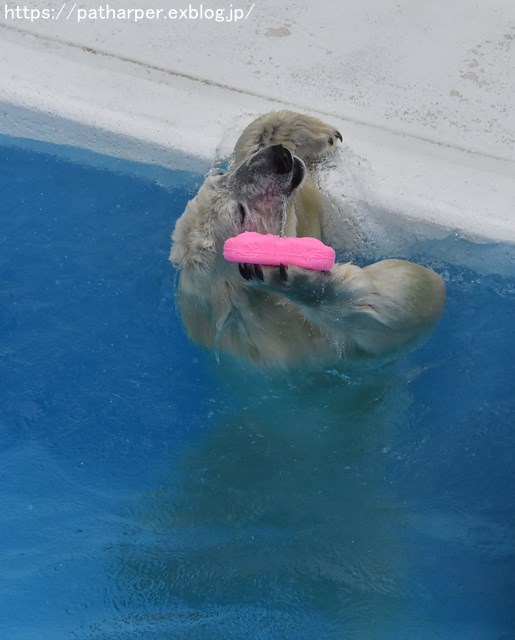 2018年9月 熊本市動植物園 その6(2日め)_a0052986_8553545.jpg