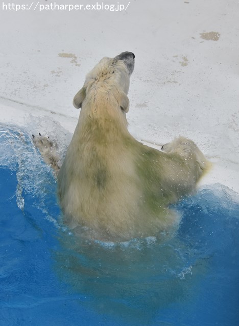 2018年9月 熊本市動植物園 その6(2日め)_a0052986_8555622.jpg
