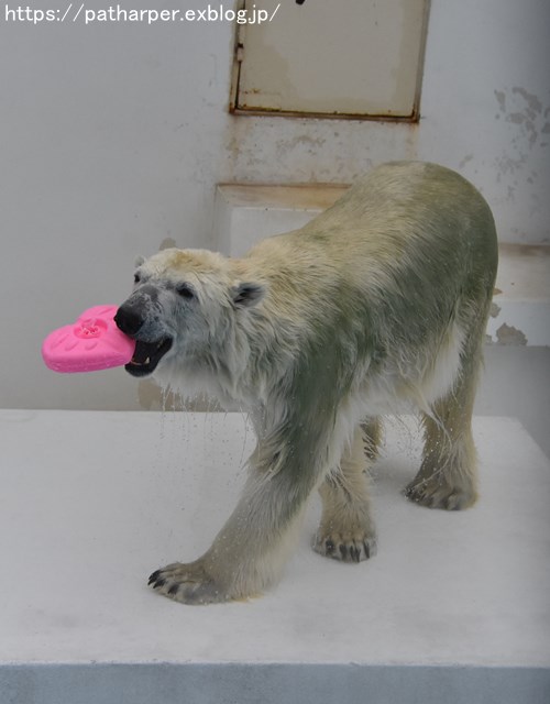 2018年9月 熊本市動植物園 その6(2日め)_a0052986_8562038.jpg