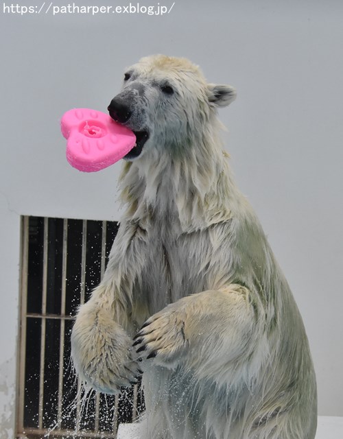2018年9月 熊本市動植物園 その6(2日め)_a0052986_8563061.jpg
