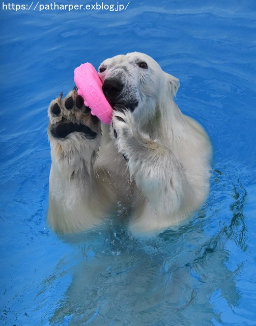 2018年9月 熊本市動植物園 その6(2日め)_a0052986_857162.jpg