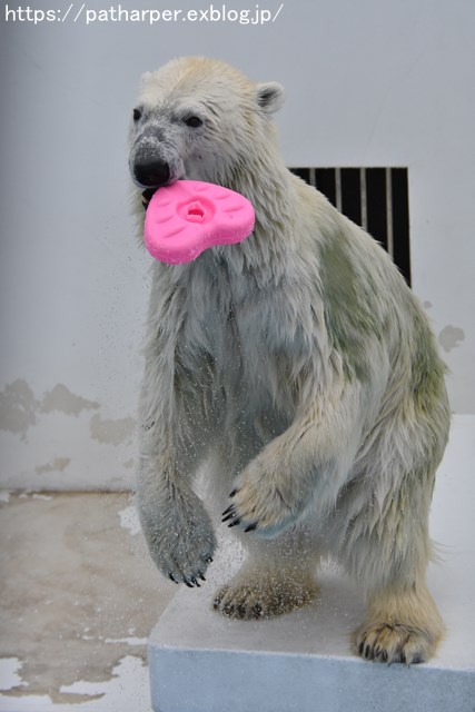 2018年9月 熊本市動植物園 その6(2日め)_a0052986_8573484.jpg