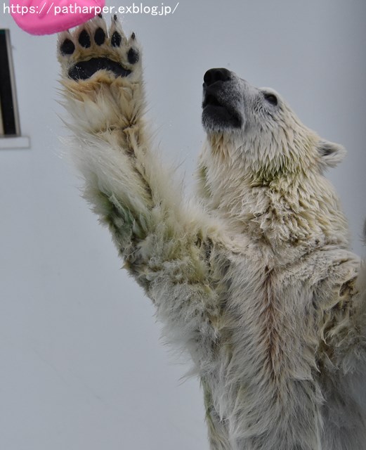 2018年9月 熊本市動植物園 その6(2日め)_a0052986_8574568.jpg