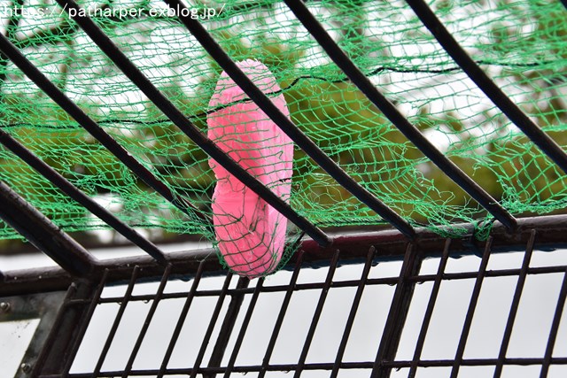 2018年9月 熊本市動植物園 その6(2日め)_a0052986_857556.jpg