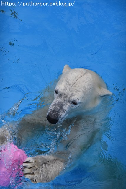 2018年9月 熊本市動植物園 その6(2日め)_a0052986_8582819.jpg