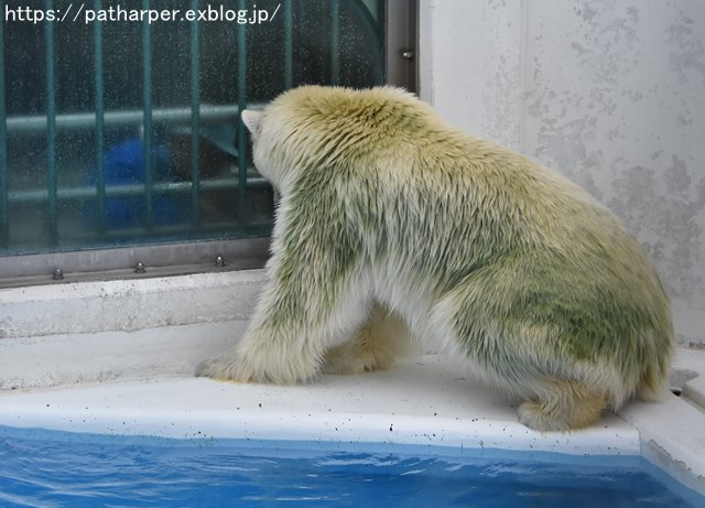 2018年9月 熊本市動植物園 その6(2日め)_a0052986_8584041.jpg