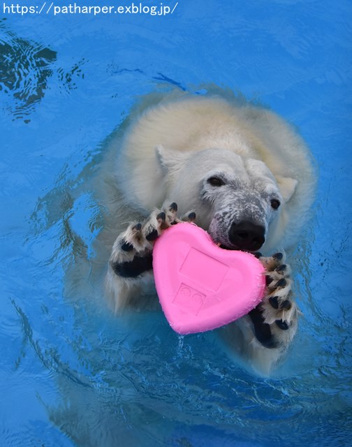 2018年9月 熊本市動植物園 その6(2日め)_a0052986_858476.jpg
