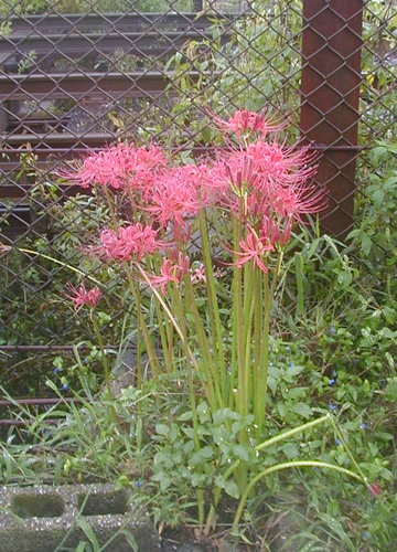 d0053294_02074524.jpg