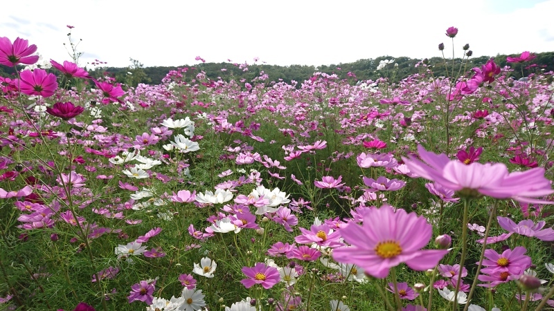 c0320302_21355846.jpg