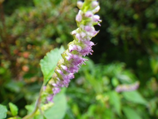f0187402_08370907.jpg