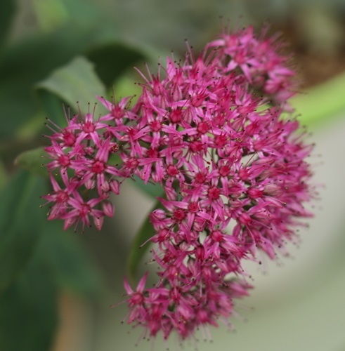 爽やかな秋♪　庭のお花色々～_a0123003_08095894.jpg