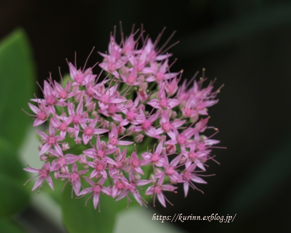 爽やかな秋♪　庭のお花色々～_a0123003_08112535.jpg