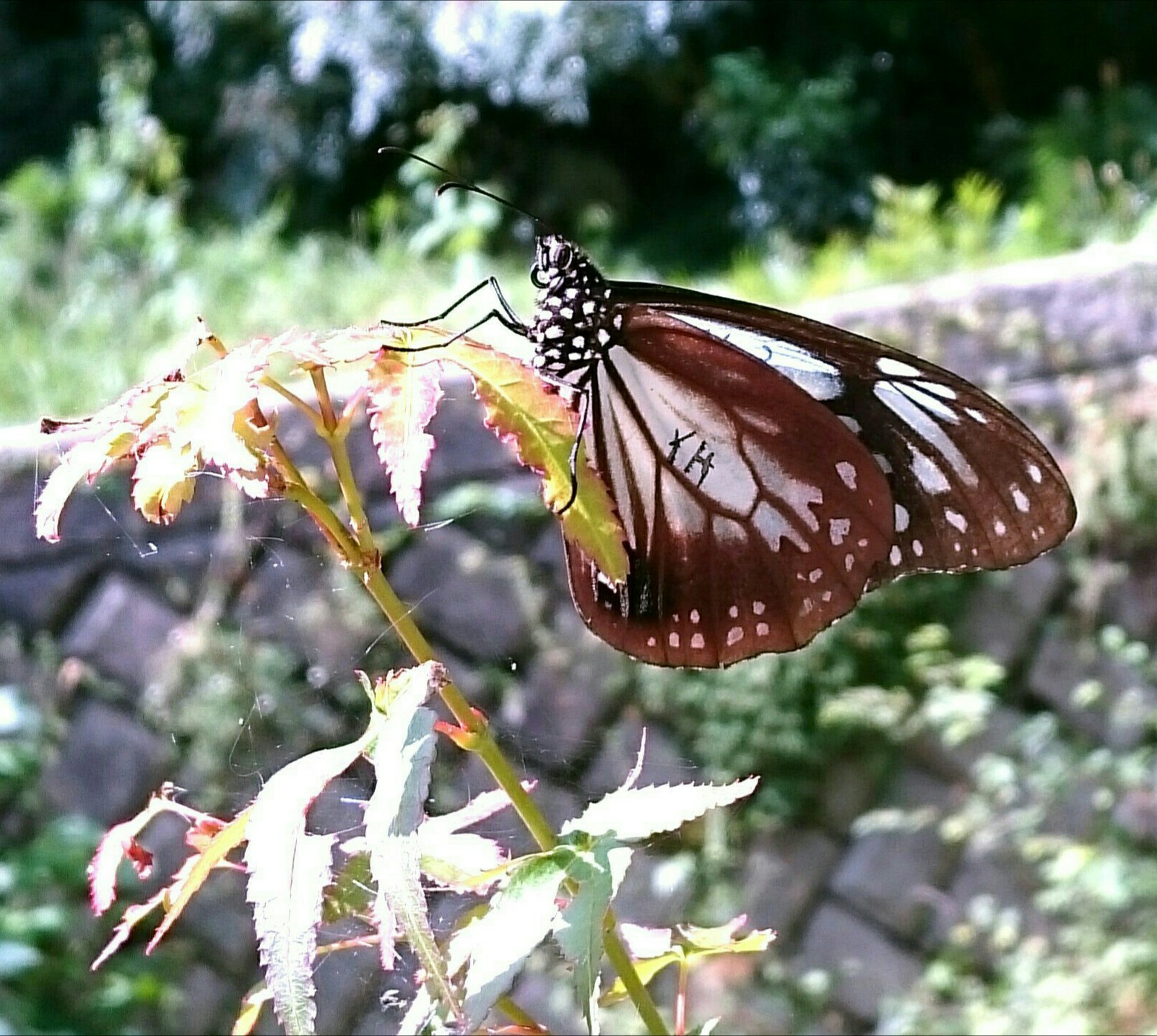 a0361610_20455630.jpg