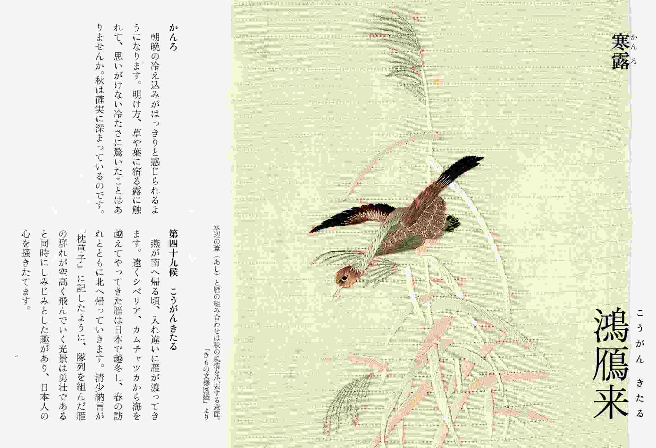 二十四節気 寒露 七十二候 鴻雁来_c0025115_20253452.jpg