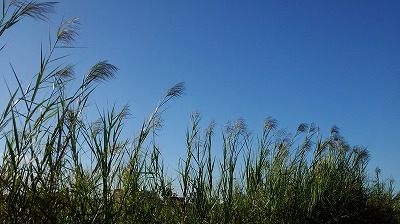 a0172222_10550321.jpg