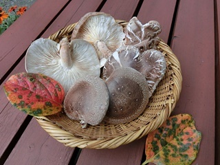 e0234924_10303434.jpg