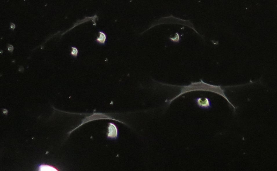 c0331825_12364864.jpg