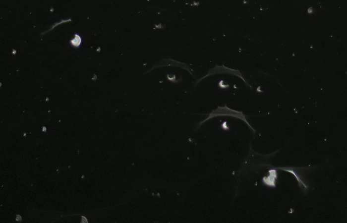 c0331825_12380499.jpg