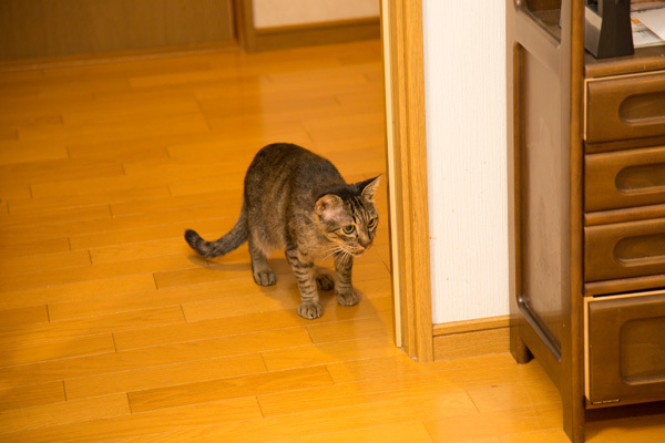 ぼくもほしい_d0355333_13332720.jpg