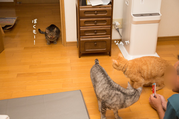 ぼくもほしい_d0355333_13410436.jpg
