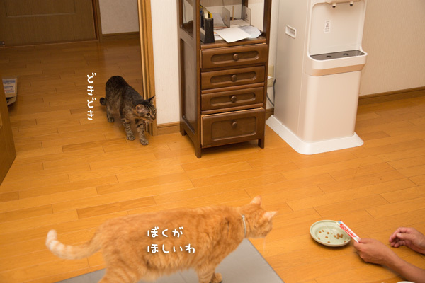 ぼくもほしい_d0355333_13410873.jpg