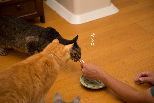 ぼくもほしい_d0355333_13411222.jpg