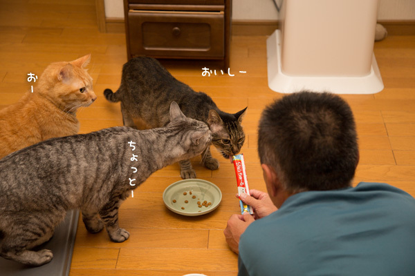 ぼくもほしい_d0355333_13411603.jpg