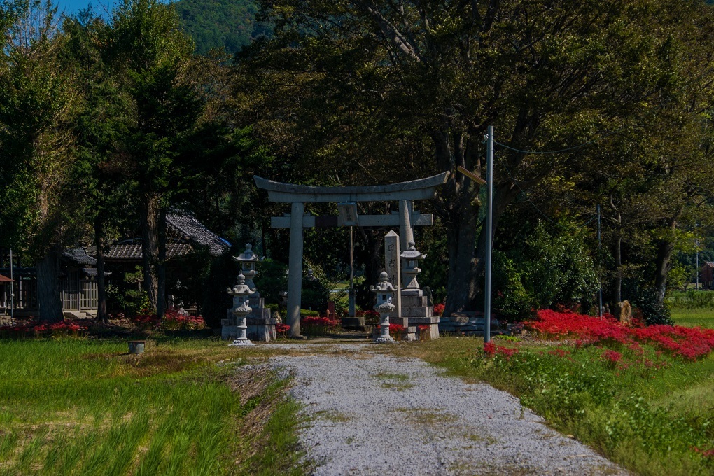 日吉神社（湖北町）～彼岸花_e0363038_23525142.jpg