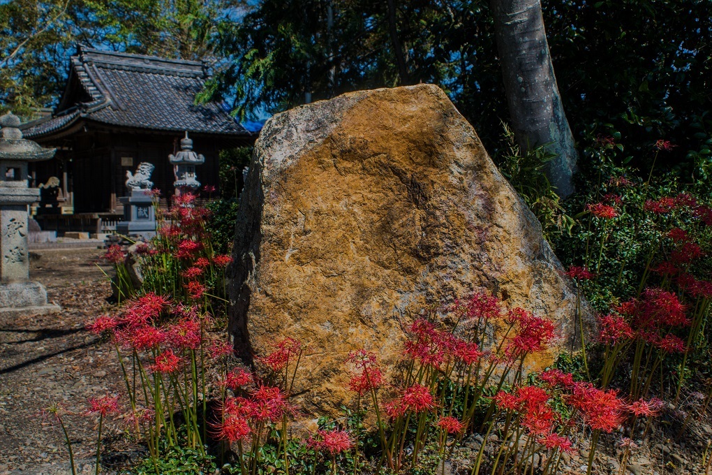 日吉神社（湖北町）～彼岸花_e0363038_23534613.jpg