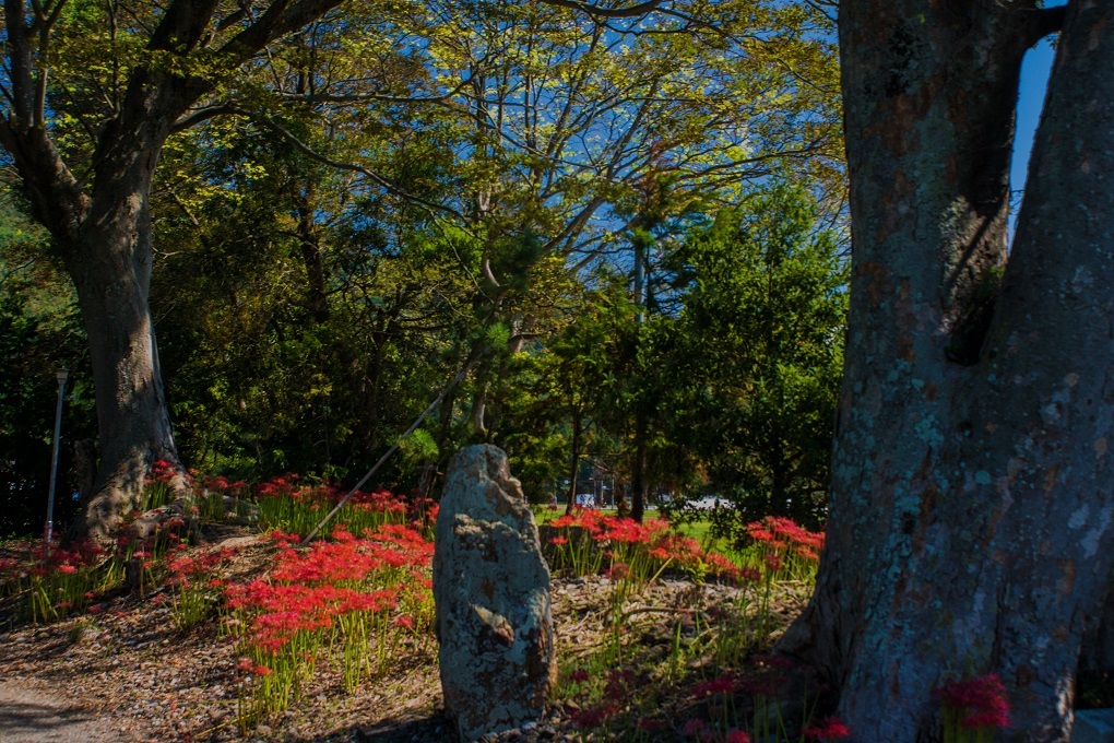 日吉神社（湖北町）～彼岸花_e0363038_23540019.jpg