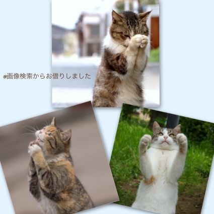 白い猫ちゃん、あと「いっ尾」_f0335045_14383612.jpg