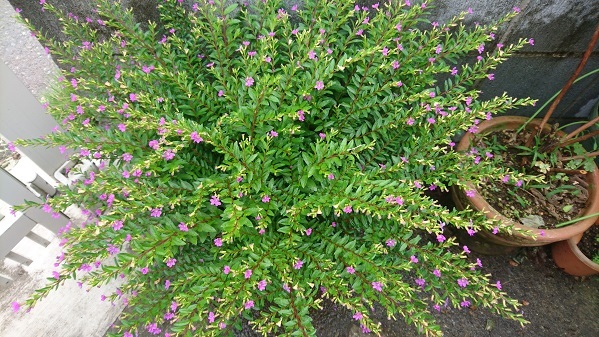f0087347_15490592.jpg
