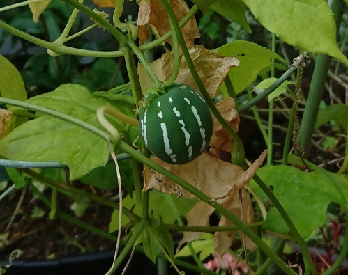 f0087347_15492846.jpg