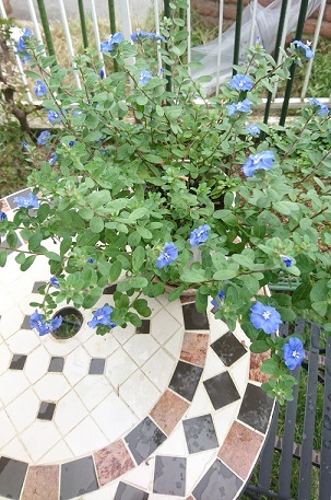 f0087347_15493897.jpg