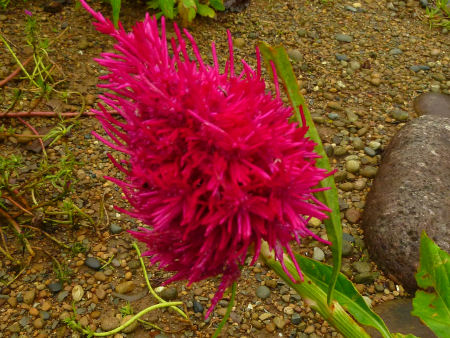 b0002549_11572856.jpg