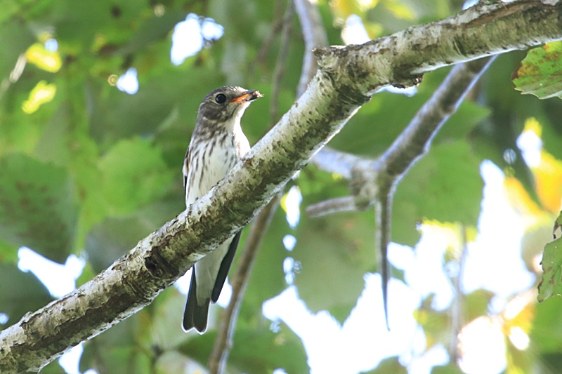 山麓の鳥たち・2♪_a0167759_2254747.jpg