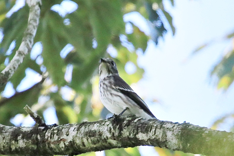 山麓の鳥たち・2♪_a0167759_22582347.jpg