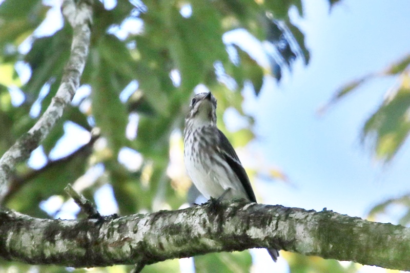 山麓の鳥たち・2♪_a0167759_22583711.jpg