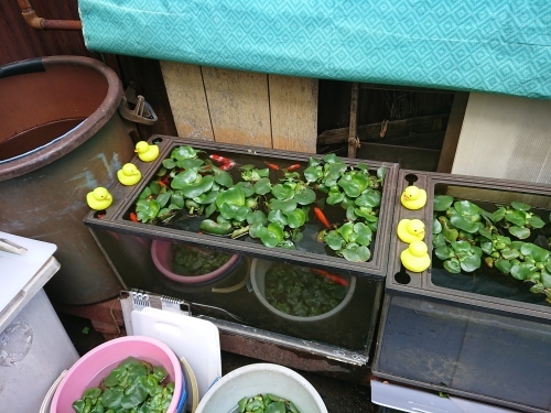 c0100865_09222365.jpg