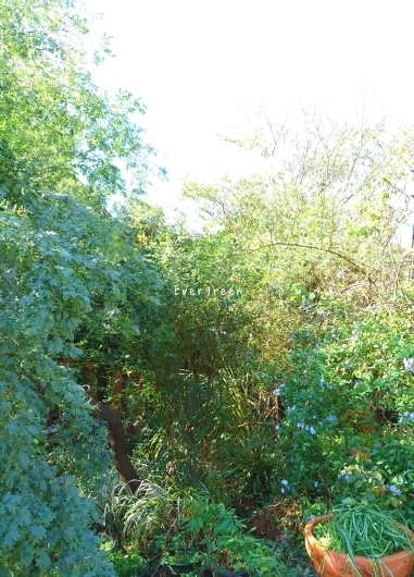 d0362666_16551972.jpg