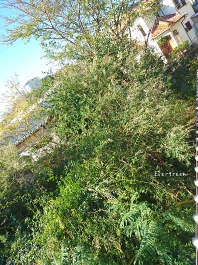 d0362666_16580516.jpg