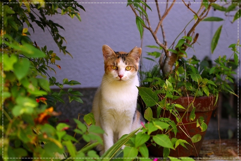 d0102968_06474270.jpg