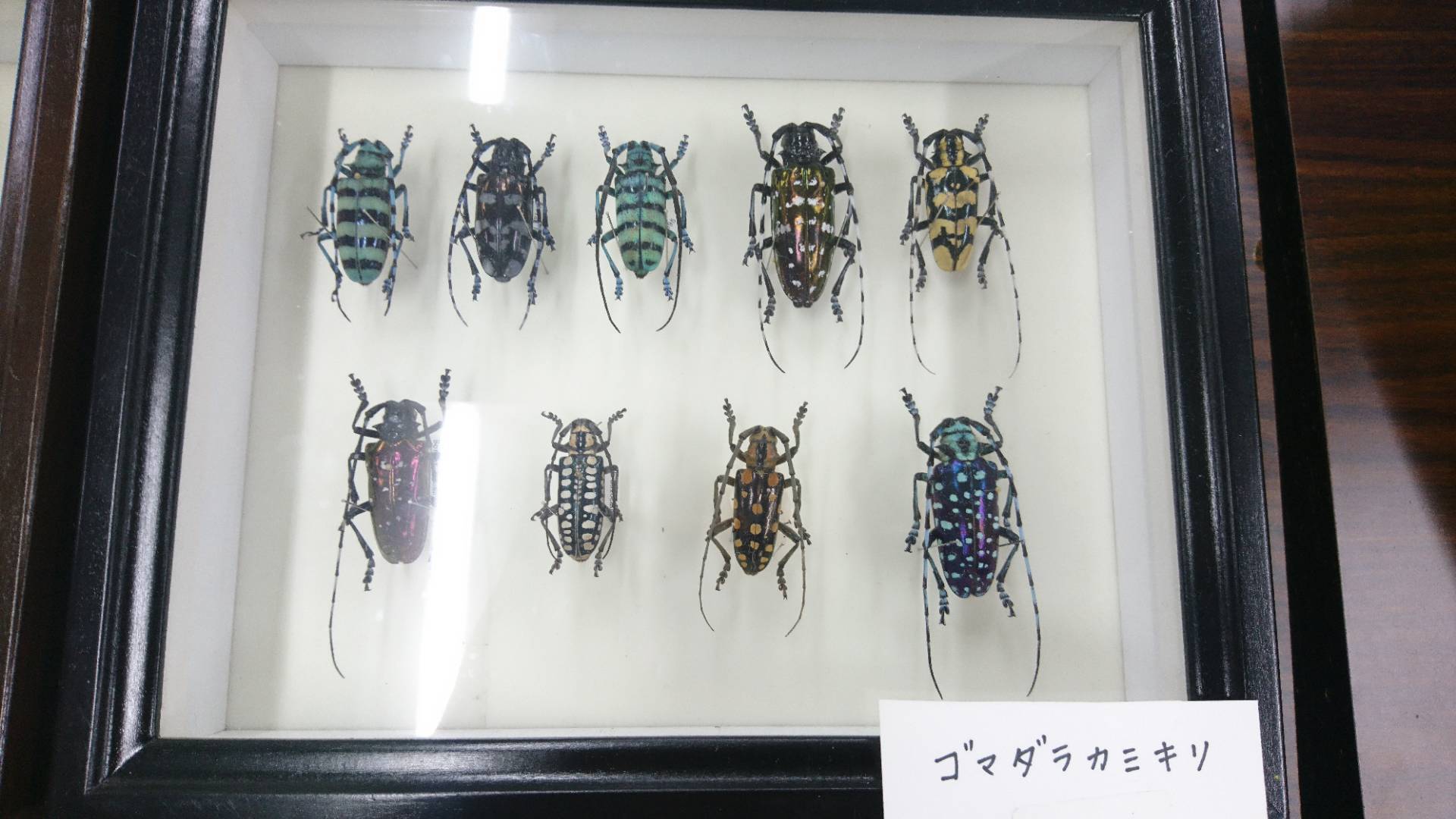 昆虫大学2018にてヘラクレスオオカブトやミツツボアリ、ニジイロクワガタやオオムラサキetcをみてきた！_c0002171_01322020.jpg