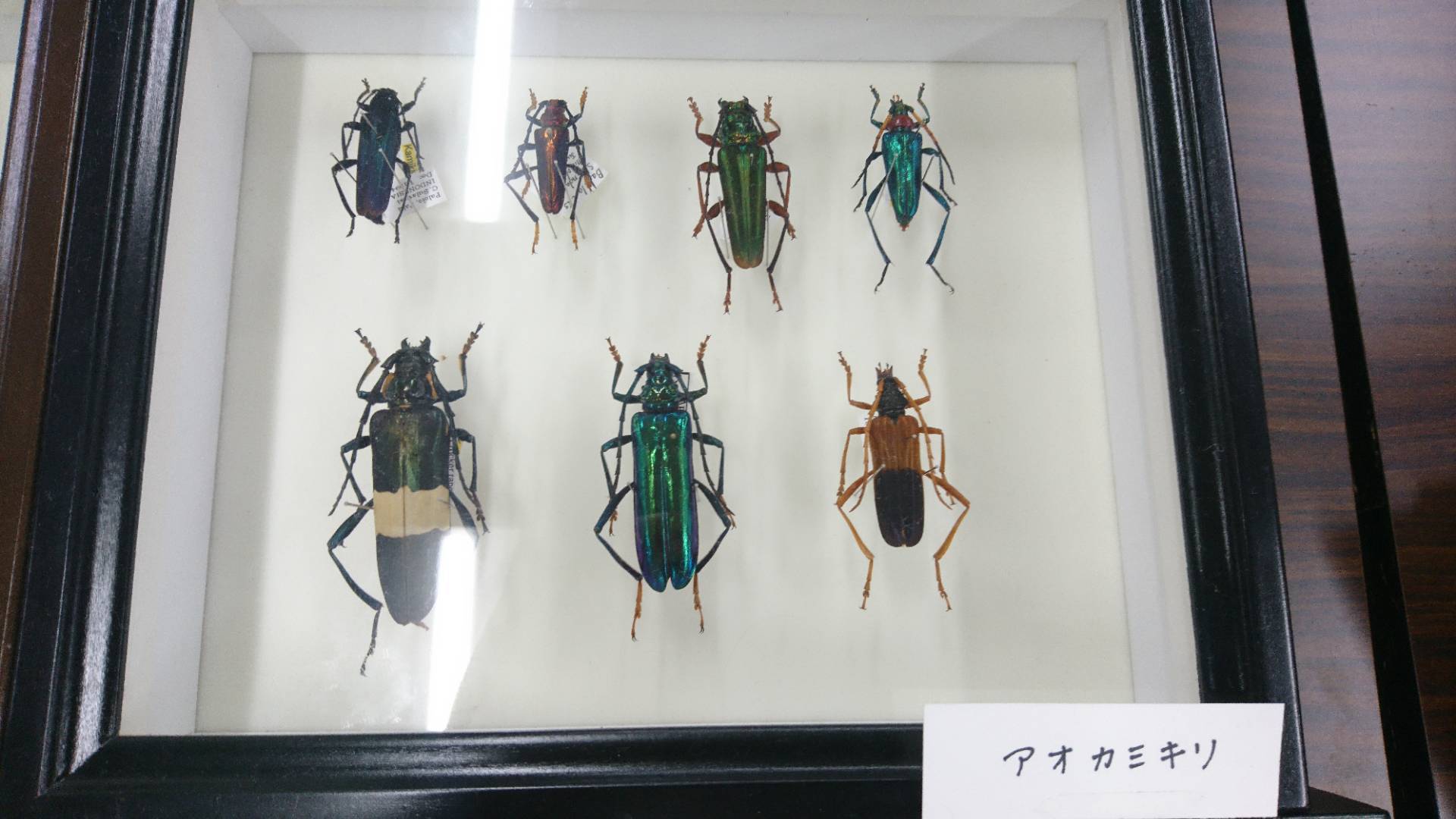 昆虫大学2018にてヘラクレスオオカブトやミツツボアリ、ニジイロクワガタやオオムラサキetcをみてきた！_c0002171_01323177.jpg