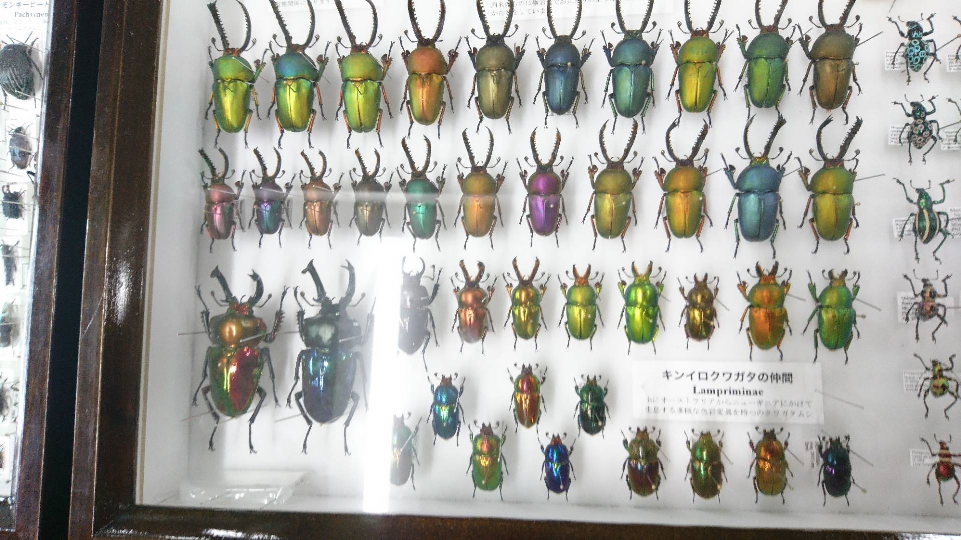 昆虫大学2018にてヘラクレスオオカブトやミツツボアリ、ニジイロクワガタやオオムラサキetcをみてきた！_c0002171_01383149.jpg